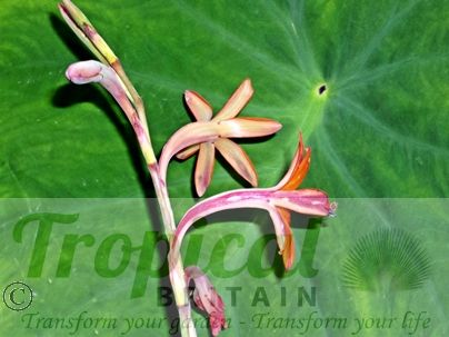 Watsonia meriana var. bulbillifera