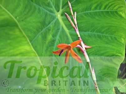Watsonia meriana var. bulbillifera