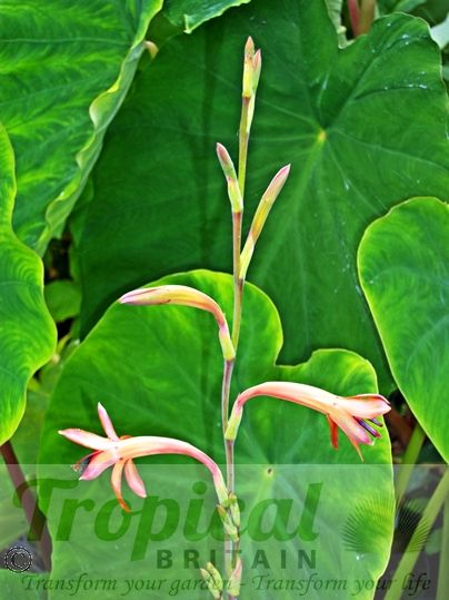 Watsonia meriana var. bulbillifera