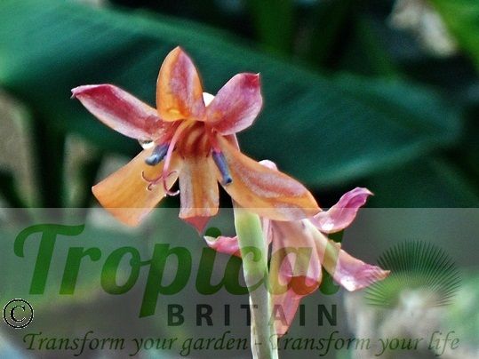 Watsonia meriana var. bulbillifera