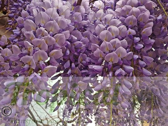 Wisteria sinensis