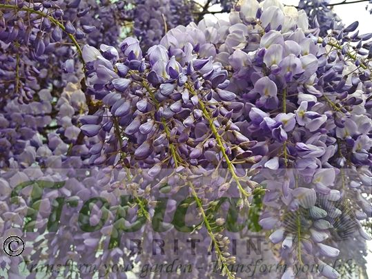 Wisteria sinensis