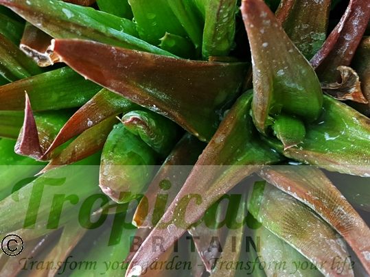 x Alworthia 'Black Gem' 