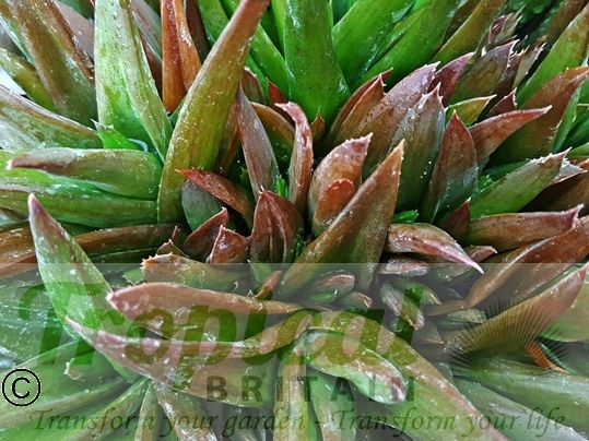 x Alworthia 'Black Gem' x Alworthia 'Black Gem' 