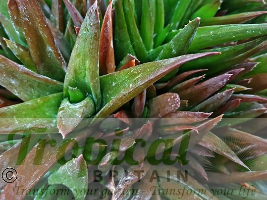 x Alworthia 'Black Gem' 