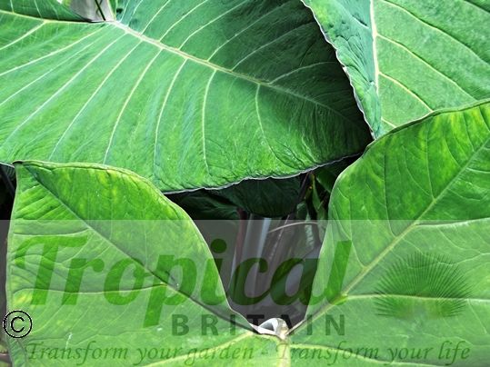 Xanthosoma violaceum