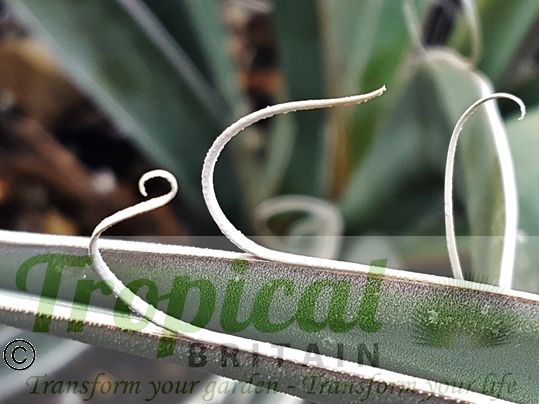 Yucca baccata
