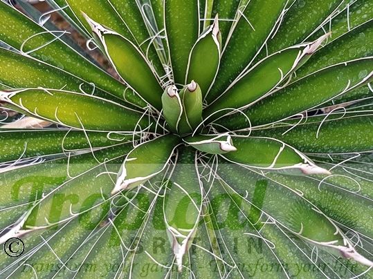 Yucca carnerosana