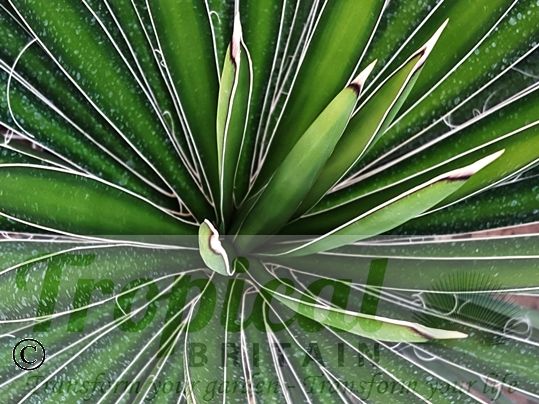 Yucca carnerosana