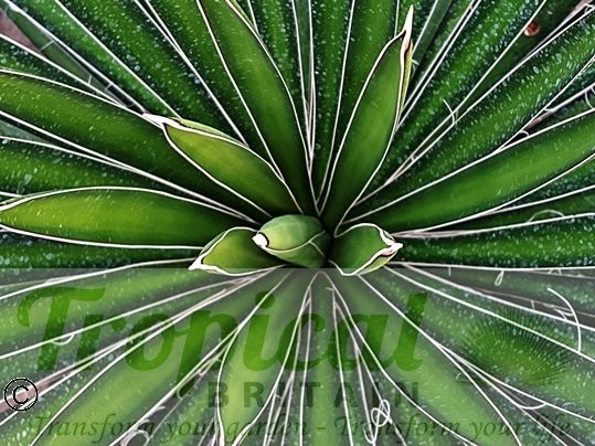 Yucca carnerosana