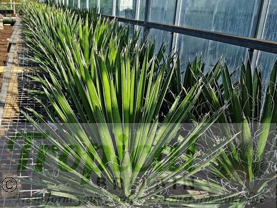 Yucca carnerosana