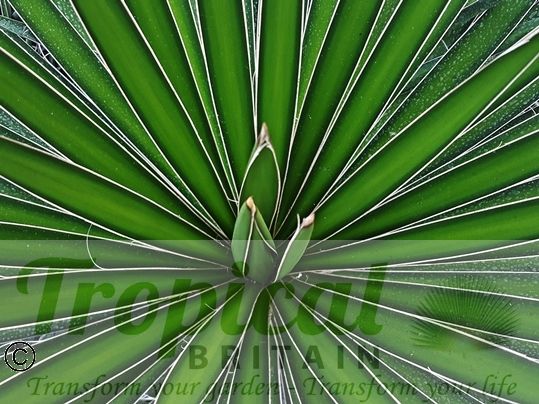 Yucca carnerosana