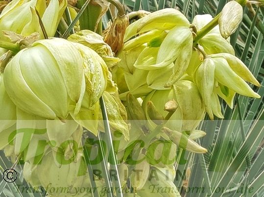 Yucca glauca