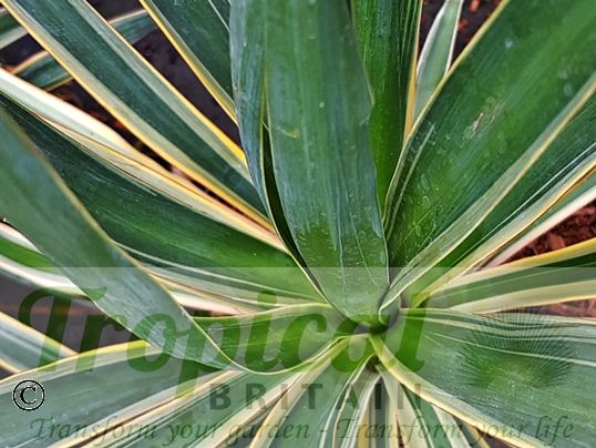 Yucca gloriosa 'Variegata'