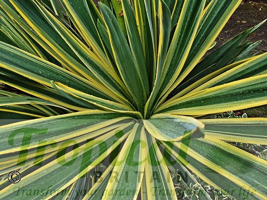 Yucca gloriosa 'Variegata'
