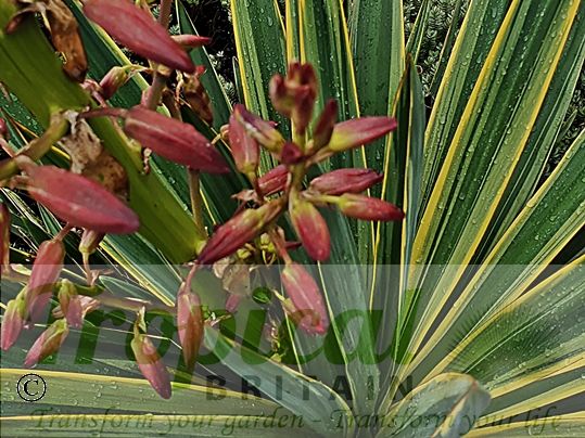 Yucca gloriosa 'Variegata'