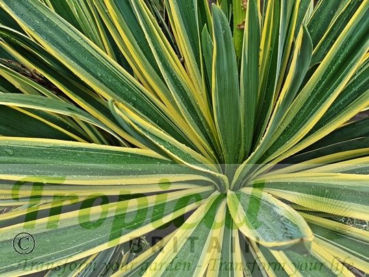 Yucca gloriosa 'Variegata'