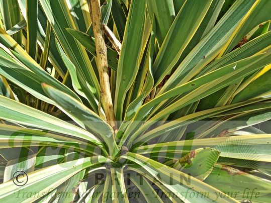 Yucca gloriosa 'Variegata'