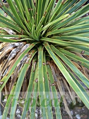Yucca rostrata