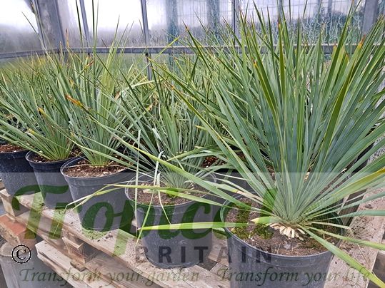 Yucca rostrata