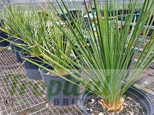 Yucca thompsoniana