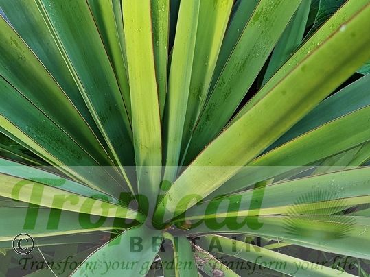 Yucca torreyi