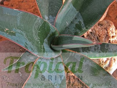 Yucca torreyi