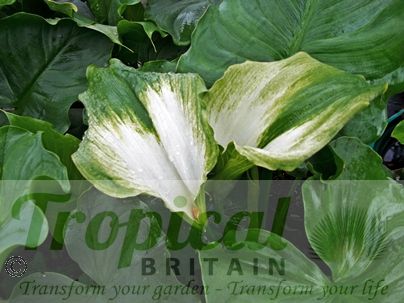 Zantedeschia aethiopica 'Green Goddess'