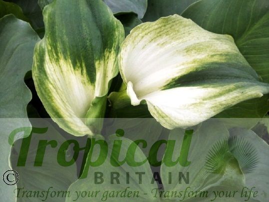 Zantedeschia aethiopica 'Green Goddess'