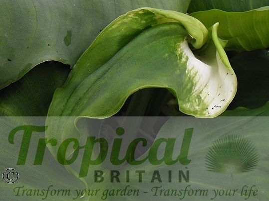 Zantedeschia aethiopica 'Green Goddess'