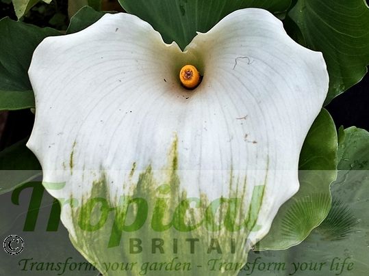 Zantedeschia aethiopica 'Green Goddess'