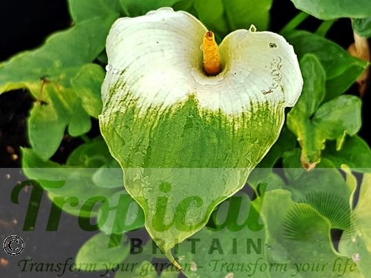 Zantedeschia aethiopica 'Green Goddess'