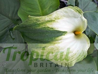 Zantedeschia aethiopica 'Green Goddess'