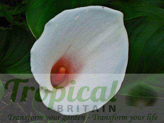 Zantedeschia 'Pink Mist'
