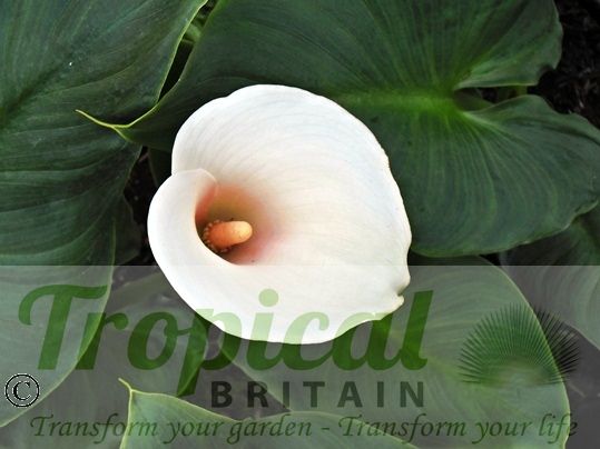 Zantedeschia 'Pink Mist'