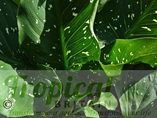 Zantedeschia aethiopica 'White Giant'