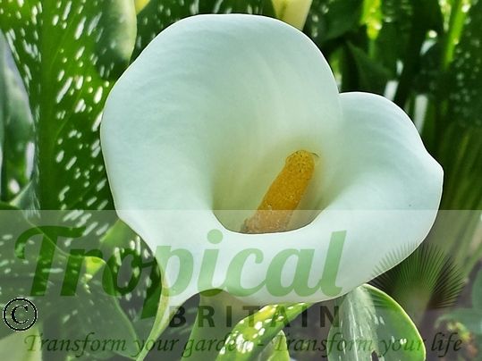 Zantedeschia albomaculata