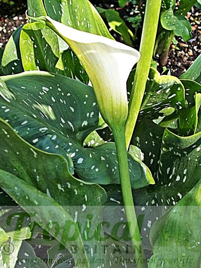 Zantedeschia albomaculata
