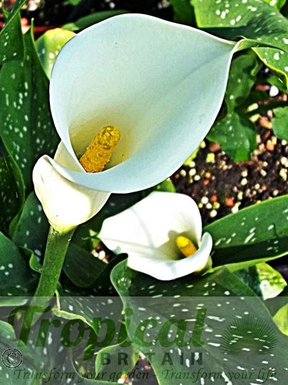 Zantedeschia albomaculata sales