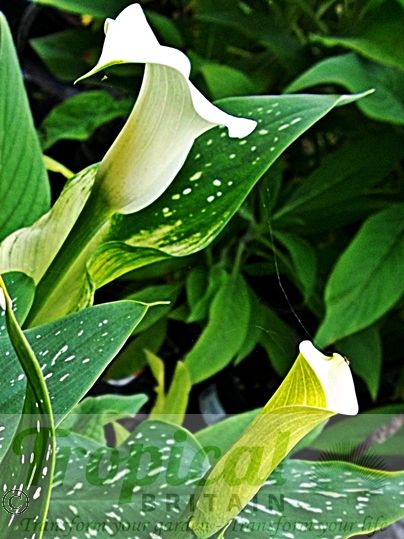 Zantedeschia albomaculata
