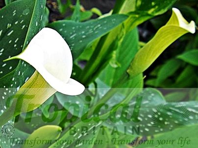 Zantedeschia albomaculata
