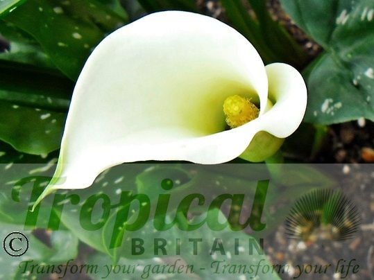 Zantedeschia albomaculata
