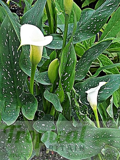 Zantedeschia albomaculata