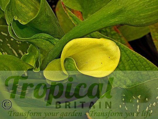 Zantedeschia elliottiana