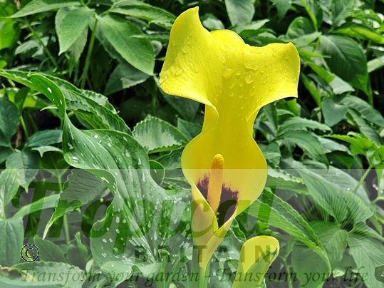 Zantedeschia elliottiana