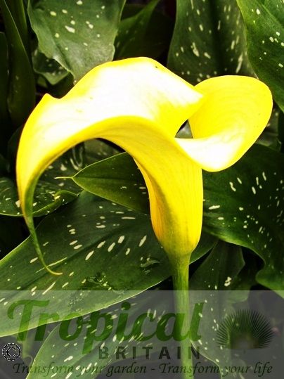 Zantedeschia elliottiana