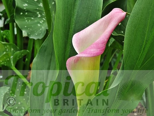 Zantedeschia rehmannii