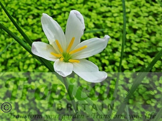 Zephyranthes candida
