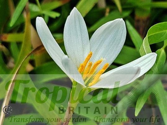 Zephyranthes candida
