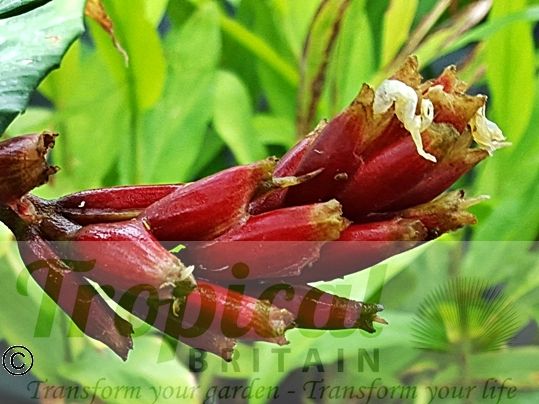 Zingiber clarkei - fruit capsules
